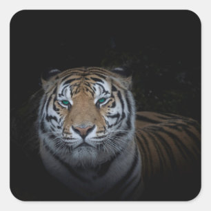 Tiger Sticker Fyrkantigt Klistermärke