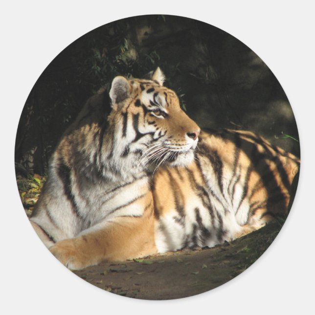Tiger Sticker Runt Klistermärke (Framsida)