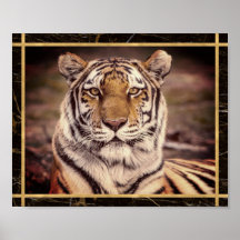 Tiger Stort Katt Foto Bild Poster