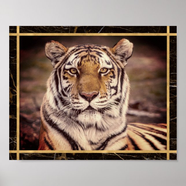 Tiger Stort Katt Foto Bild Poster (Framsidan)