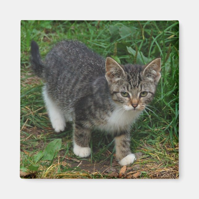 Tiger Stripe Kitten Magnet (Framsidan)