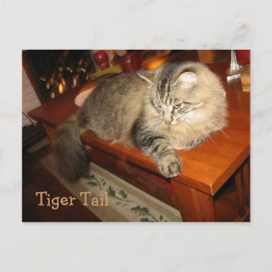 Tiger Svan Vykort