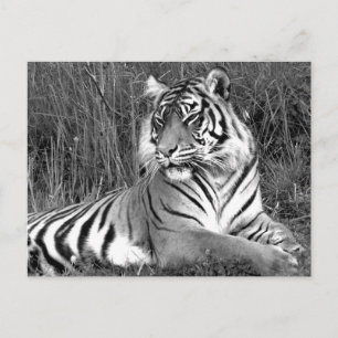 Tiger - svartvitt vykort