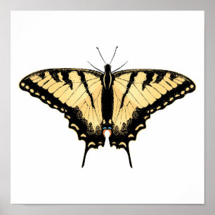 Tiger Swalloway Butterfly Poster