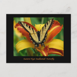 Tiger Swallowsvans på Daylily Vykort