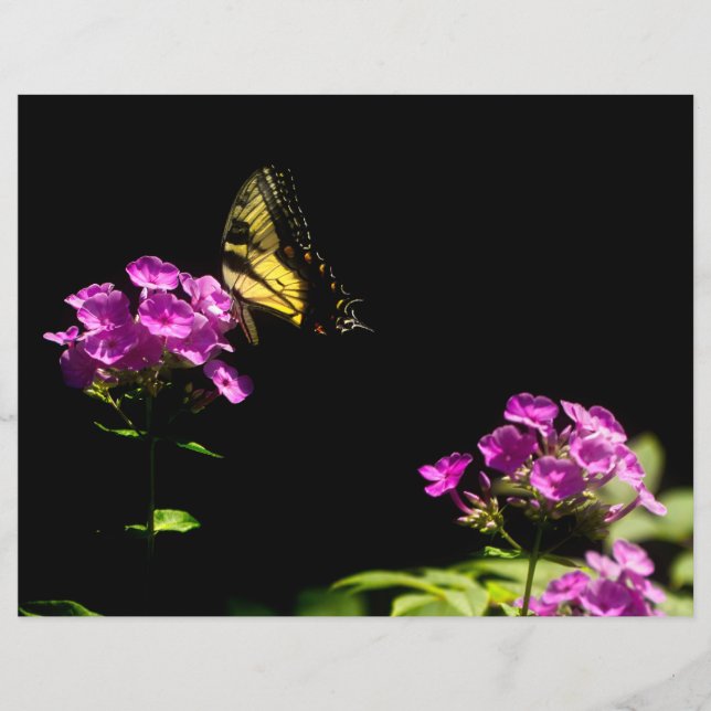 Tiger Swallowsvans på Phlox (Framsida)