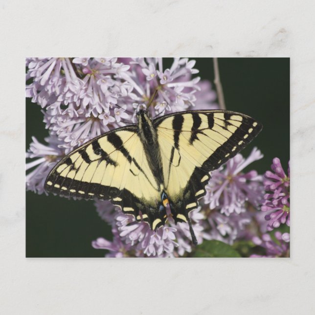 Tiger Swallowsvans Vykort (Framsida)