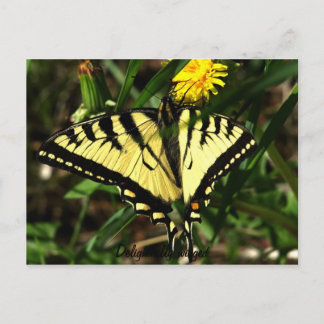 Tiger Swallowtail-beundransvärt vingad Vykort