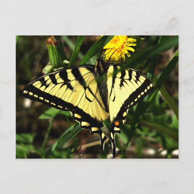 Tiger Swallowtail-beundransvärt vingad Vykort (Framsida)