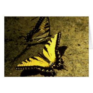 Tiger Swallowtail Butterflies Hälsningskort