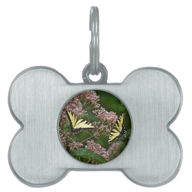 Tiger Swallowtail Butterflies på Joe Pye Ogräs ID-bricka Husdjur (Framsidan)