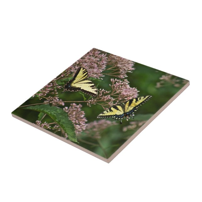 Tiger Swallowtail Butterflies på Joe Pye Ogräs Kakelplatta (Sidan)
