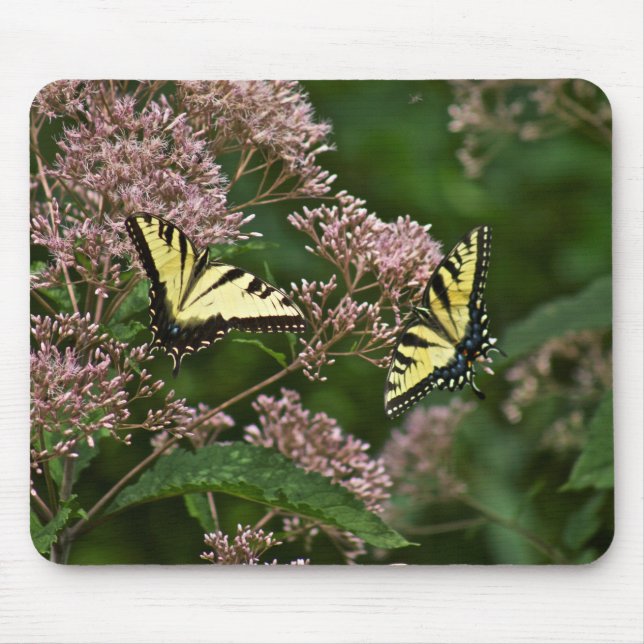 Tiger Swallowtail Butterflies på Joe Pye Ogräs Musmatta (Framsidan)