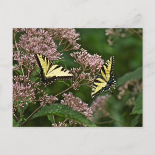 Tiger Swallowtail Butterflies på Joe Pye Ogräs Vykort