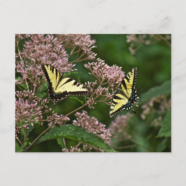 Tiger Swallowtail Butterflies på Joe Pye Ogräs Vykort (Framsida)