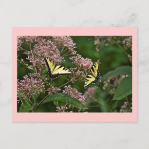 Tiger Swallowtail Butterflies på Joe Pye Ogräs Vykort