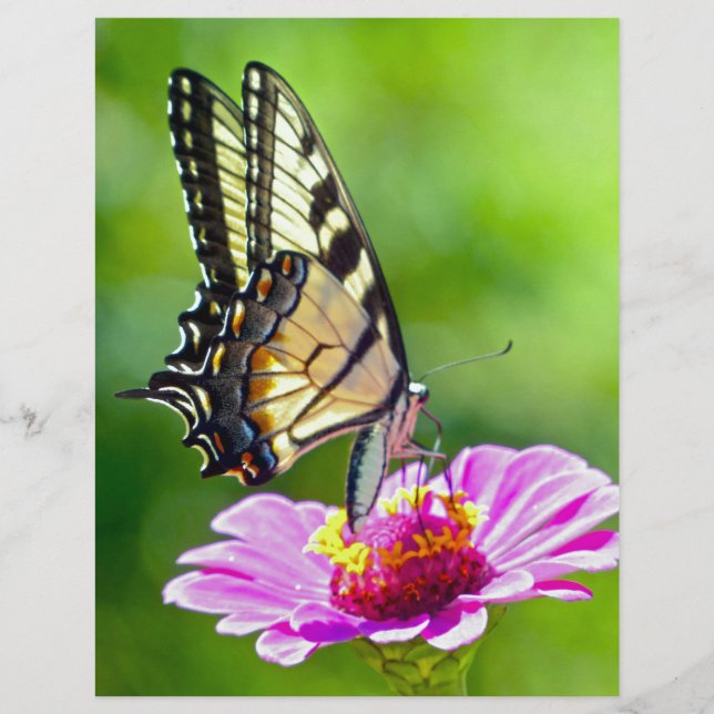 Tiger Swallowtail Butterfly (Framsida)