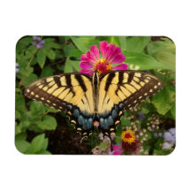 Tiger Swallowtail Butterfly 3"x4" Magnet