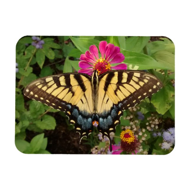 Tiger Swallowtail Butterfly 3"x4" Magnet (Horisontell)
