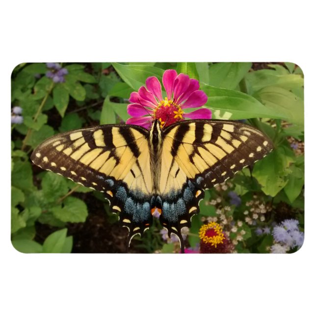 Tiger Swallowtail Butterfly 4"x6"-magnet Magnet (Horisontell)
