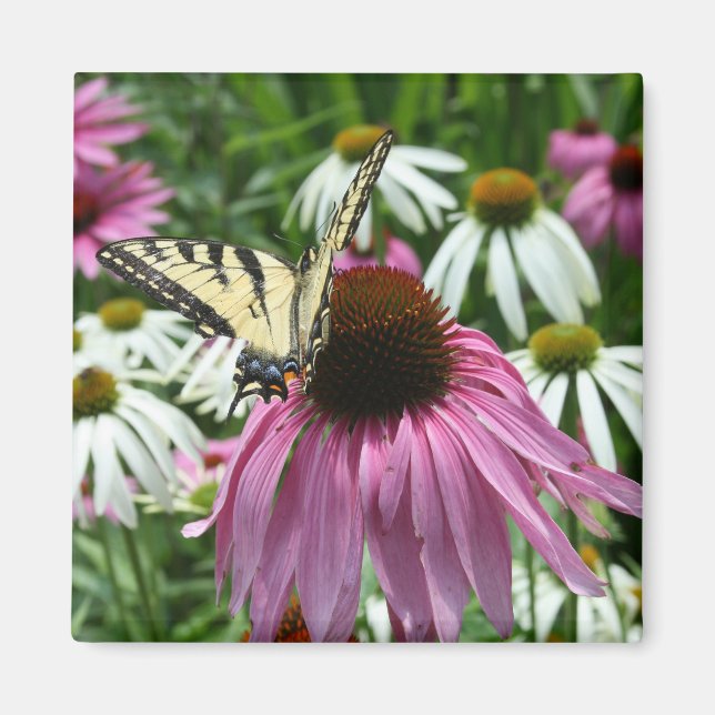 Tiger Swallowtail Butterfly Coneflower Magnet (Framsidan)