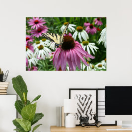 Tiger Swallowtail Butterfly Coneflower Poster