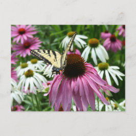 Tiger Swallowtail Butterfly Coneflower vycard Vykort