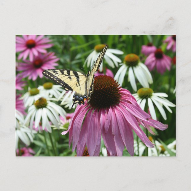 Tiger Swallowtail Butterfly Coneflower vycard Vykort (Framsida)