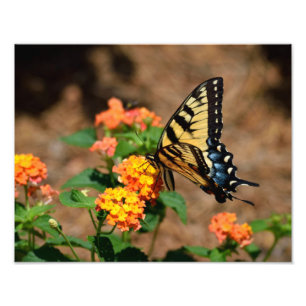 Tiger Swallowtail Butterfly Fototryck
