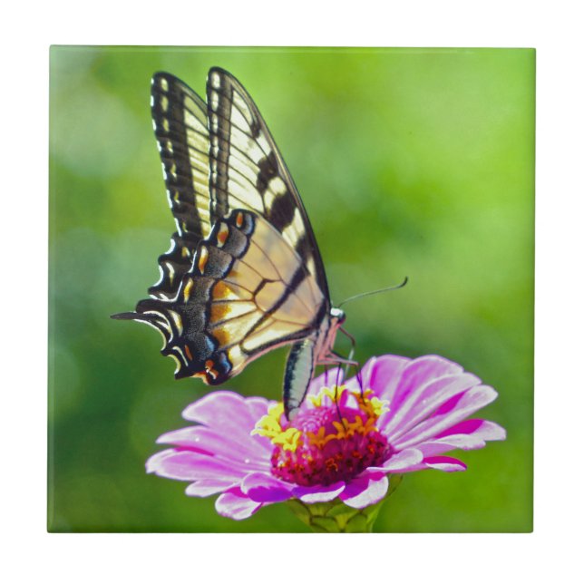 Tiger Swallowtail Butterfly Kakelplatta (Framsidan)