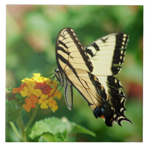 Tiger Swallowtail Butterfly Kakelplatta