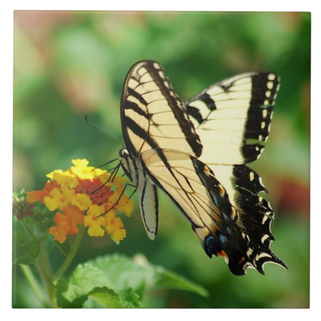 Tiger Swallowtail Butterfly Kakelplatta (Framsidan)