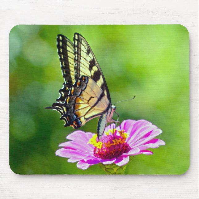 Tiger Swallowtail Butterfly Musmatta (Framsidan)