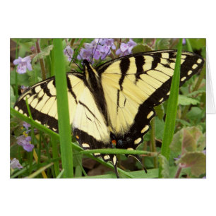 Tiger Swallowtail Butterfly OBS Kort