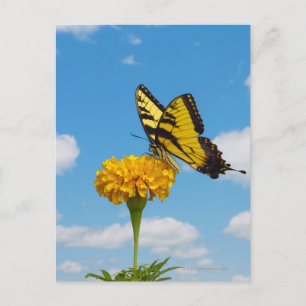 Tiger Swallowtail Butterfly på en blomma Vykort