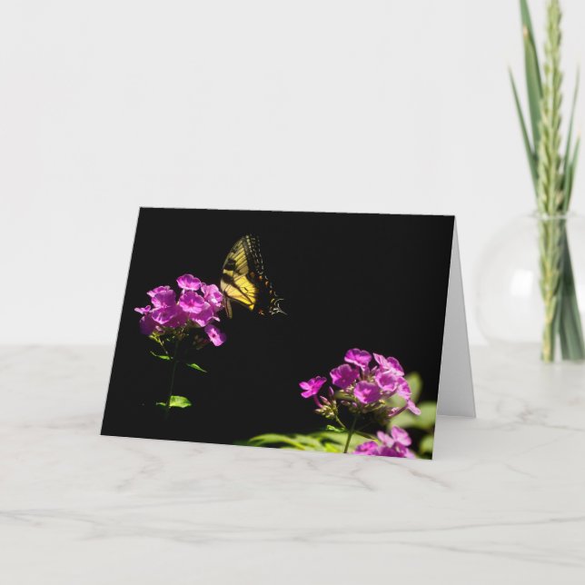 Tiger Swallowtail Butterfly på Phlox i sommar Kort (Framsida)