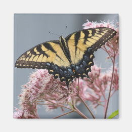 Tiger Swallowtail Butterfly på Rosa Blommor Magnet
