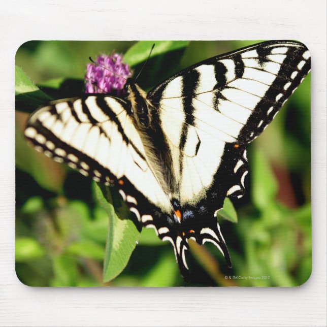 Tiger Swallowtail Butterfly. Papilio glacus. Musmatta (Framsidan)