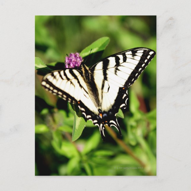 Tiger Swallowtail Butterfly. Papilio glacus. Vykort (Framsida)