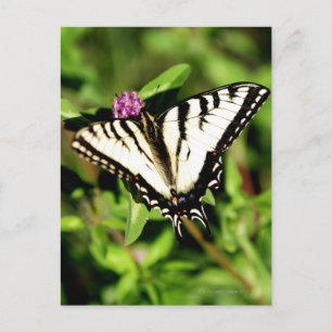 Tiger Swallowtail Butterfly. Papilio glacus. Vykort