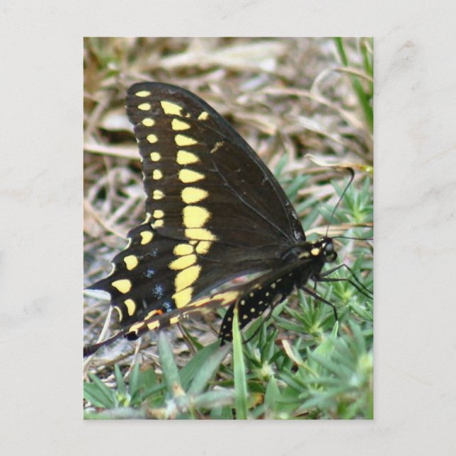 Tiger Swallowtail Butterfly Photo Postcard Vykort (Framsida)