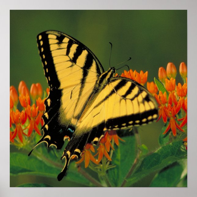 Tiger Swallowtail Butterfly Poster (Framsidan)