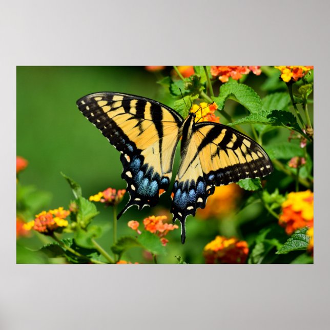 Tiger Swallowtail Butterfly Poster (Framsidan)