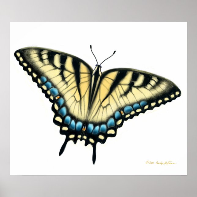 Tiger Swallowtail Butterfly Skriv ut Poster (Framsidan)
