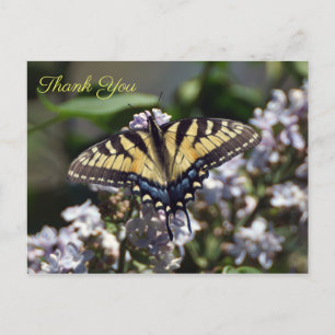 Tiger Swallowtail Butterfly Tack vykort