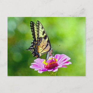 Tiger Swallowtail Butterfly Vykort