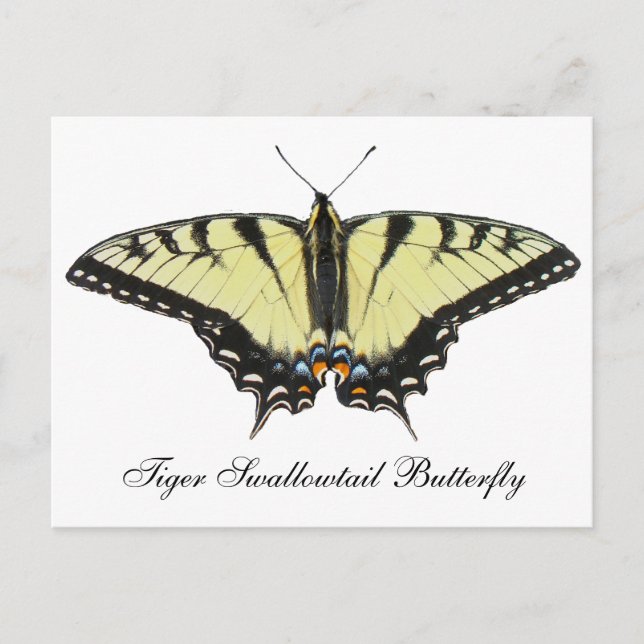 Tiger Swallowtail Butterfly Vykort (Framsida)