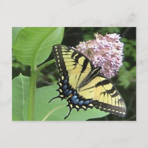 Tiger Swallowtail butterfly Vykort