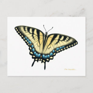 Tiger Swallowtail Butterfly-vykort Vykort