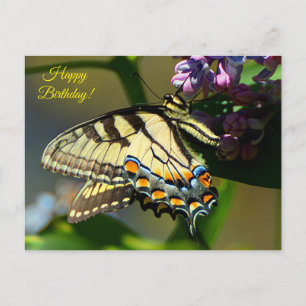Tiger Swallowtail Glad Födelsedag Postkort Vykort